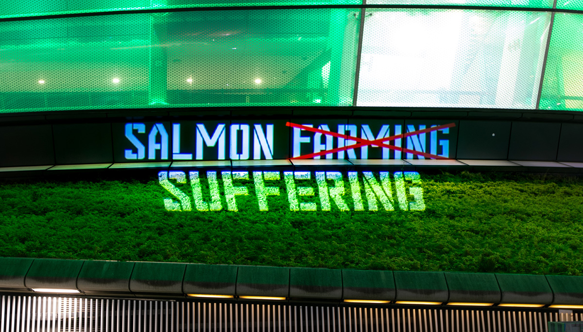 cop26 12 salmon farming = suffering