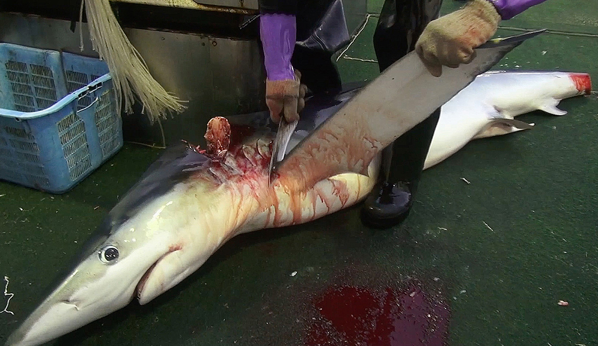 sustainable fishing is a certified lie - blueshark-slaughter